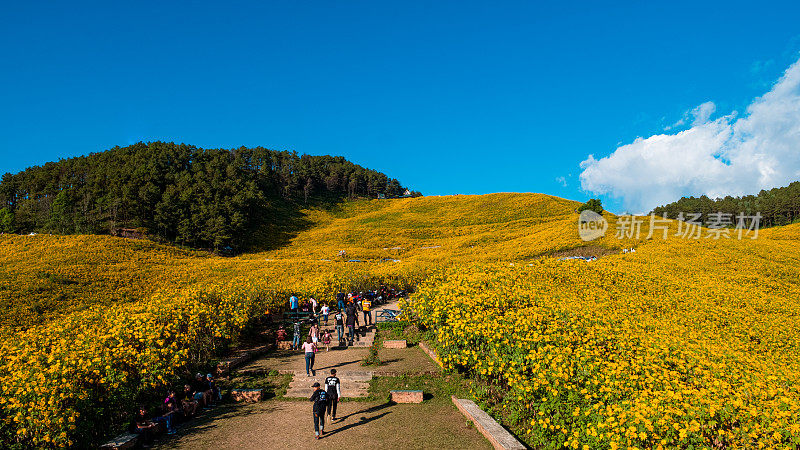 Thung Bua thong的景观(树万丽花，墨西哥向日葵)在山上的田地，Khun yuam, Mae Hong Son，泰国。